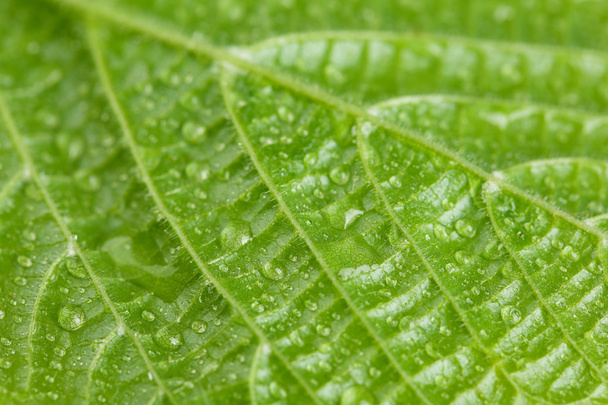 Beautiful green leaf with water drops close up - Фото, изображение