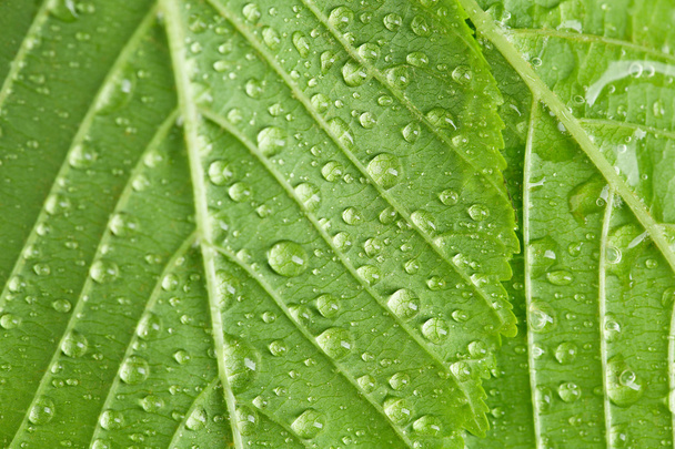 piękne zielone liście z kropli wody z bliska - Zdjęcie, obraz