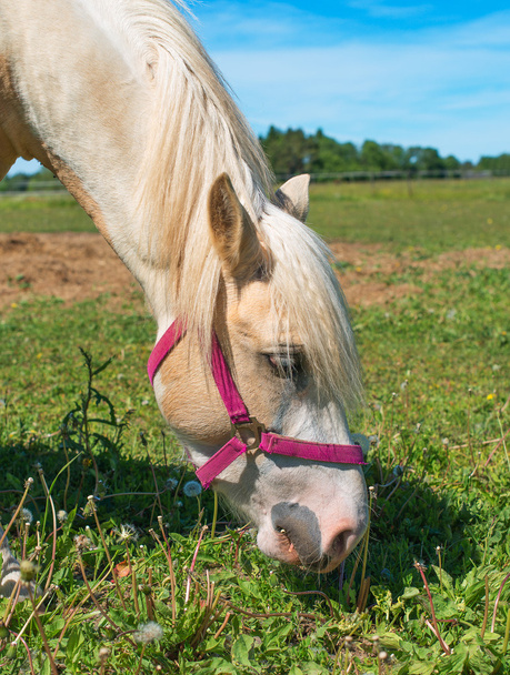Кінь з червоною мотузкою їсть траву
. - Фото, зображення