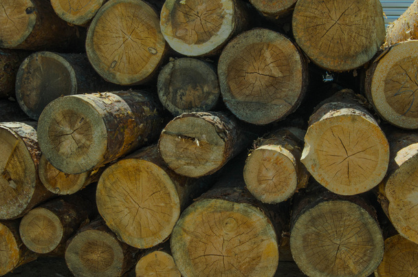 Warehouse logs - Фото, изображение
