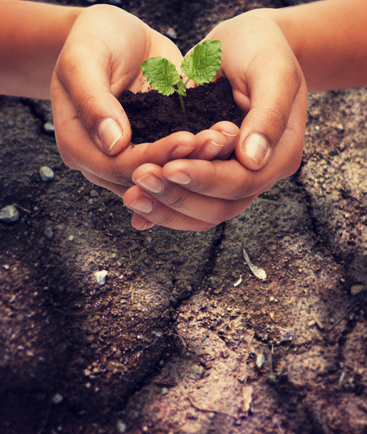 woman hands holding plant in soil - Photo, Image