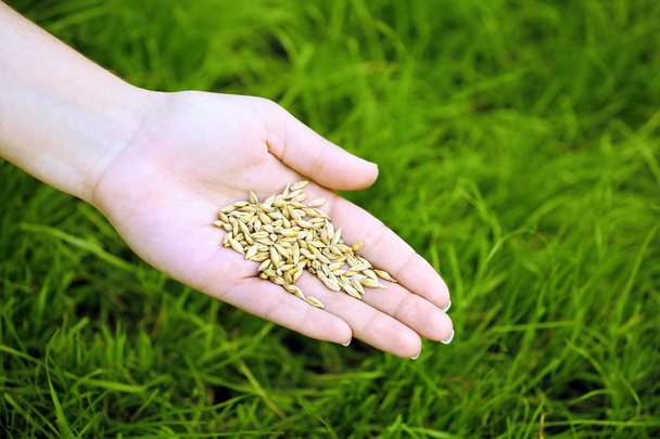 Wheat grain in female hand - Fotó, kép