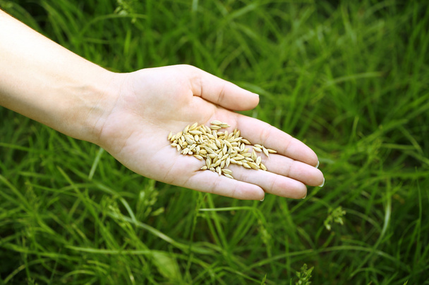 Wheat grain in female hand on green grass background - 写真・画像