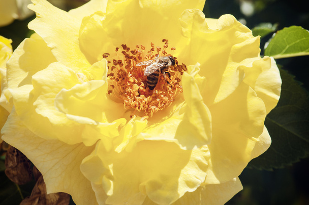 Diligente abeja poliniza la rosa amarilla
 - Foto, imagen