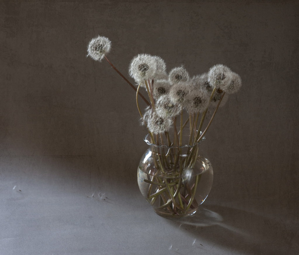 dandelions - Photo, Image