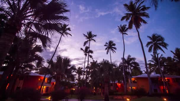 palmbomen op de achtergrond van een prachtige zonsondergang, video - Video