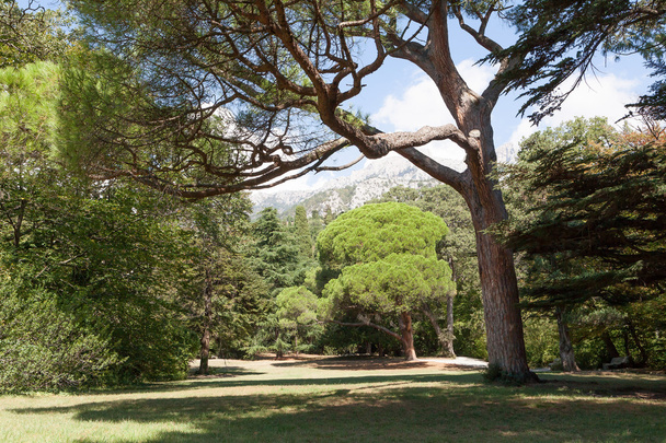 park with trees against mountains in summer day - Foto, Imagen