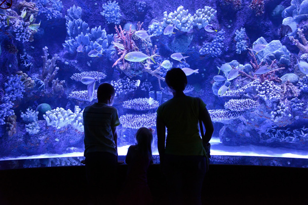 Menschen schauen sich ein großes Aquarium an - Foto, Bild