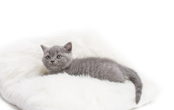 Adorable british little kitten - Valokuva, kuva