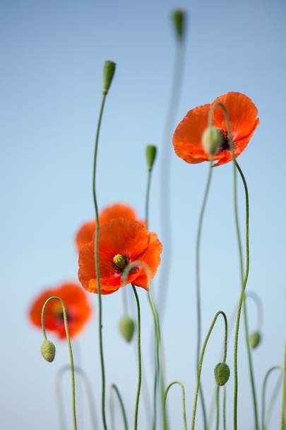 Red poppies on the blue sky background - Photo, Image