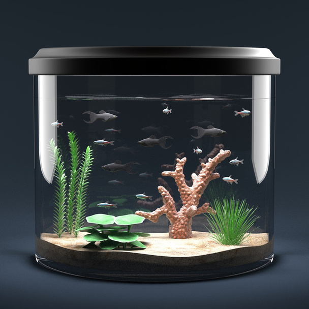 Aquarium de poissons - Photo, image
