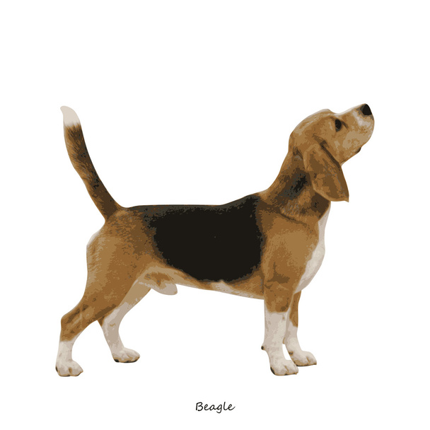 Beagle. - Vector, Imagen