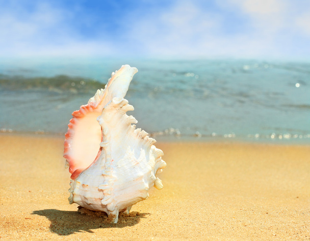 mořská mušle na pláži - Fotografie, Obrázek