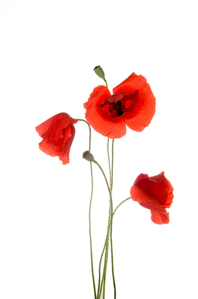 Poppy flowers - Foto, Imagem