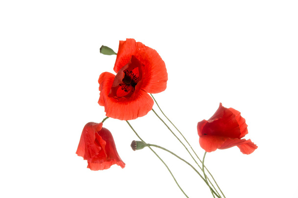 Цветы мака
 - Фото, изображение
