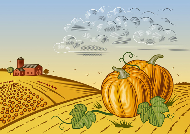 カボチャの収穫風景 - ベクター画像