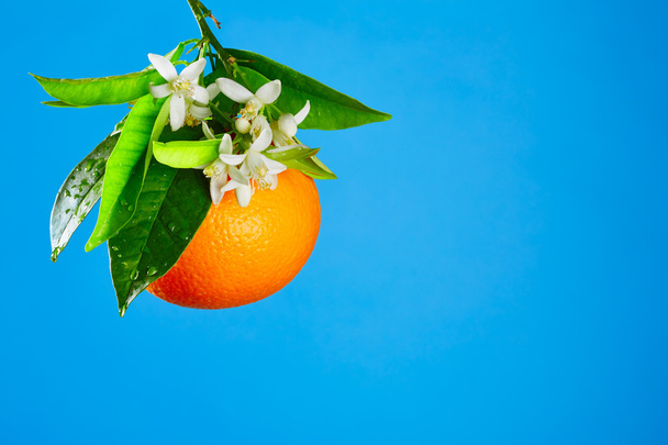Oranges with orange blossom flowers on blue - Photo, image