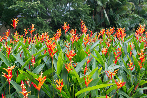 Heliconia flowers in the garden - Photo, Image