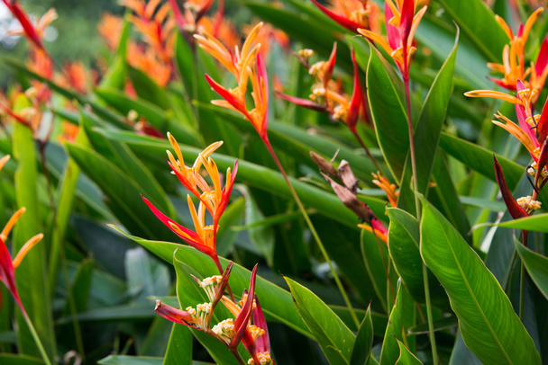 Heliconia flores en el jardín
 - Foto, Imagen