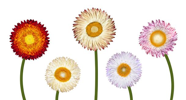 vijf verschillende strawflowers geïsoleerd op wit - Foto, afbeelding