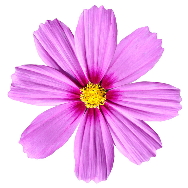 rosa Kosmetikrosa. schöner Kosmos Blume isoliert - Foto, Bild