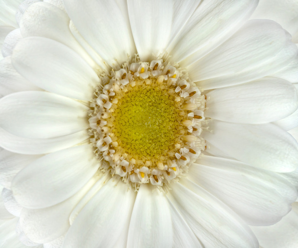 Цветок белой Герберы
 - Фото, изображение