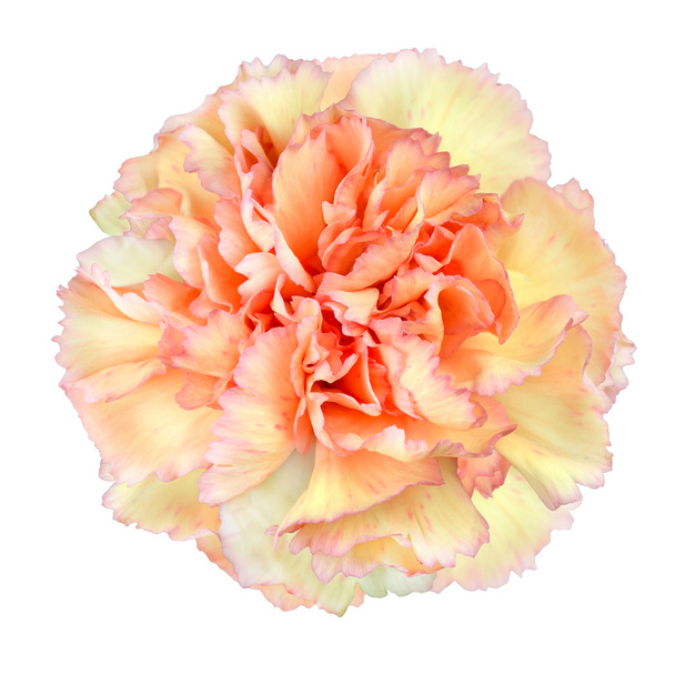 Rosa flor de clavel amarillo aislado en blanco
 - Foto, Imagen