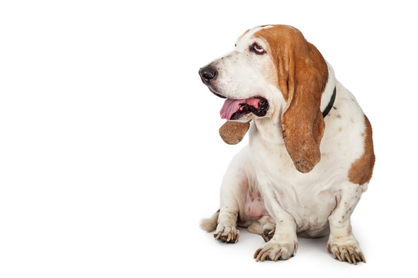 Basset Hound koira istuu alas
 - Valokuva, kuva