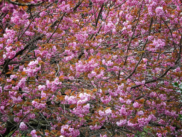 spring tree - Photo, Image