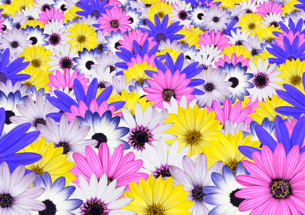 verschillende helder gekleurde daisy bloem achtergrond - Foto, afbeelding