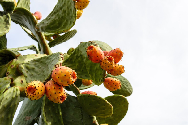 Prickly pear cactus with orange fruits. - Fotó, kép