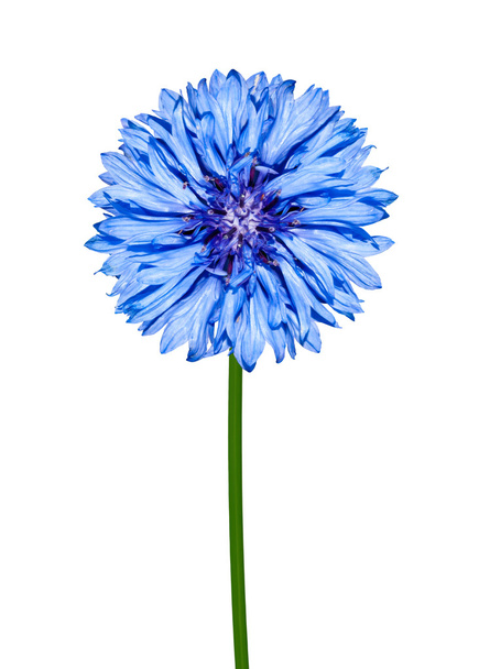 blaue Kornblume isoliert auf weiß - Foto, Bild