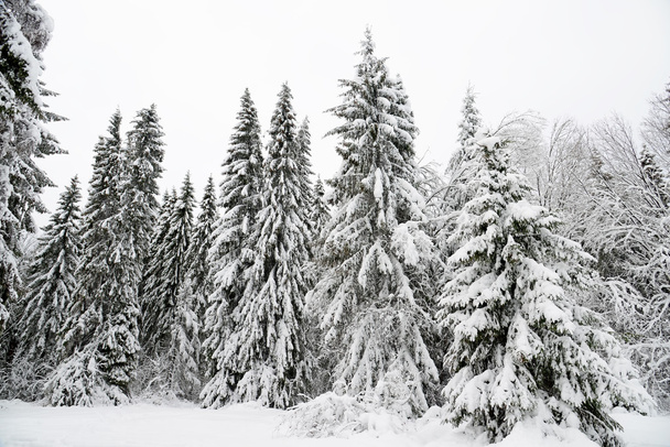 Christmas background with snowy fir trees - Foto, Imagem