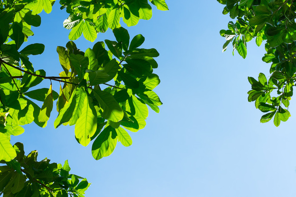 Looking up to Leaves with blue sky - Φωτογραφία, εικόνα