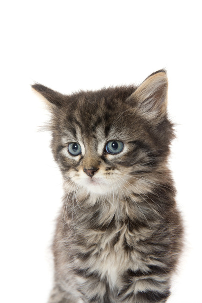 Cute tabby kitten on white background - Photo, Image