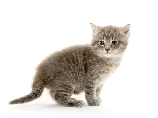 Cute tabby kitten - Photo, Image