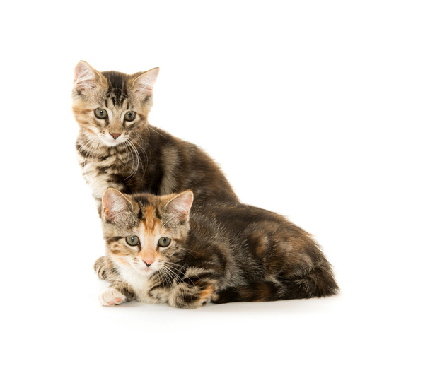dva roztomilý koťátka na bílém pozadí - Fotografie, Obrázek