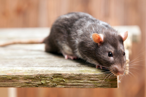 rata mascota
 - Foto, Imagen
