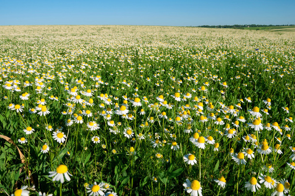 Field of camomile flowers - Photo, Image