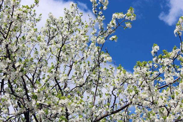 квітуча весняна ялинка і блакитне небо
 - Фото, зображення
