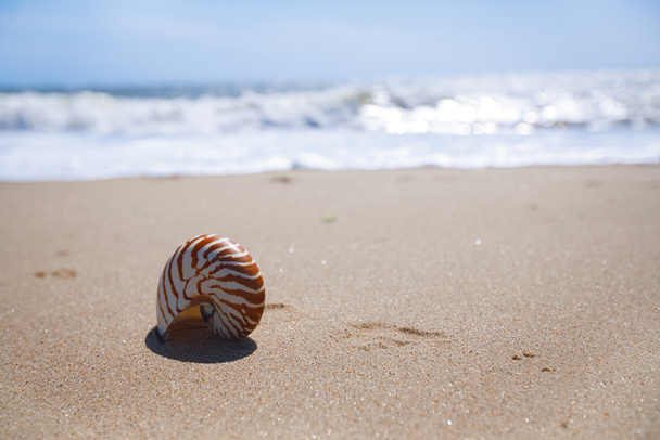 скорлупа наутилуса на песчаном пляже и морских волнах
 - Фото, изображение