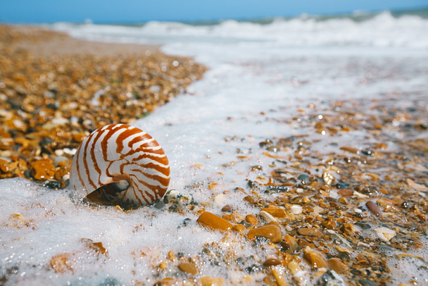 Guscio del Nautilus sulla spiaggia di ghiaia
 - Foto, immagini