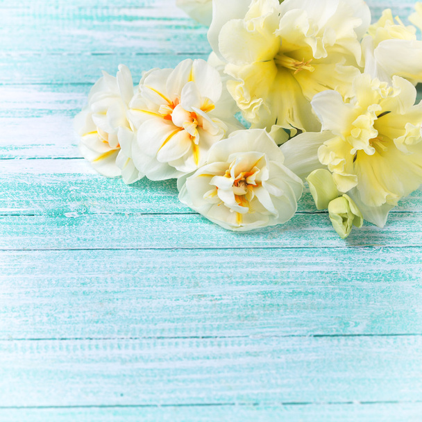 Fresh daffodils on blue - Foto, afbeelding