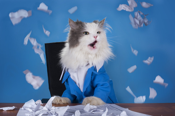 kissa johtaja puku istuu toimistossa
 - Valokuva, kuva