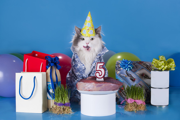 gato rodeado de regalos pedir un deseo
 - Foto, imagen