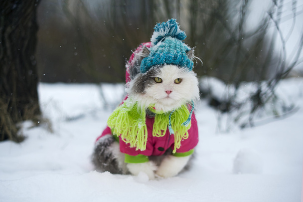 kat in winterkleren op een wandeling - Foto, afbeelding
