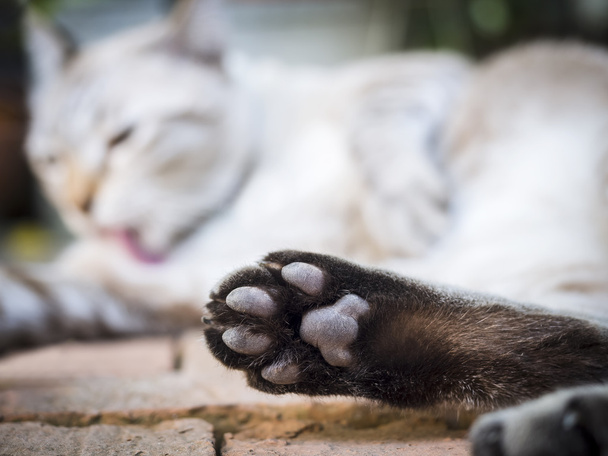 Cat paw close up - Photo, Image