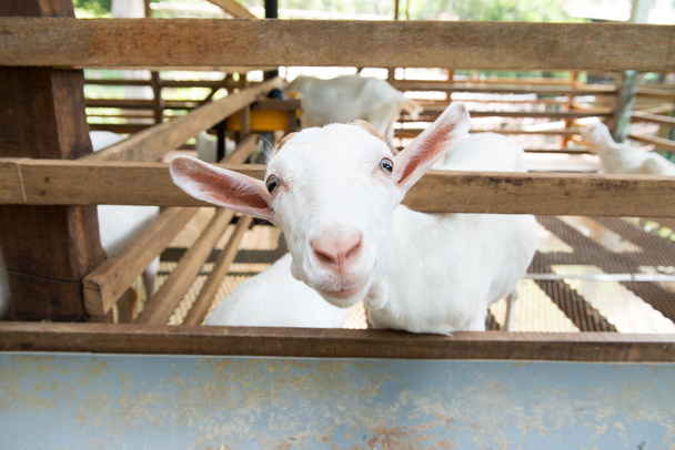 Goats in farm - Foto, Bild