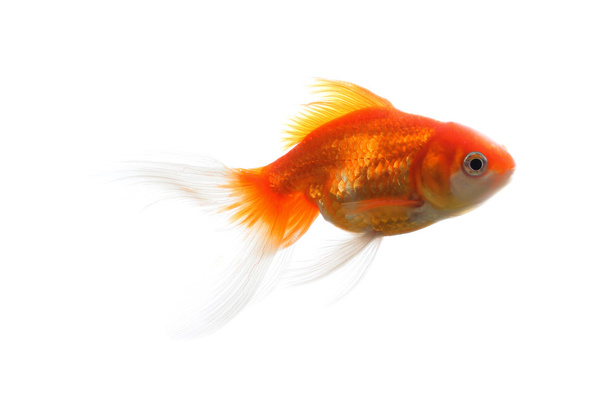 Goldfisch isoliert auf weiß - Foto, Bild