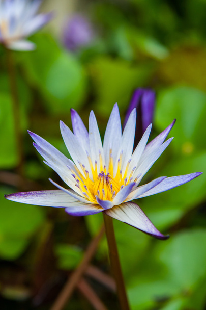 blooming lotus flower in the garden - Valokuva, kuva